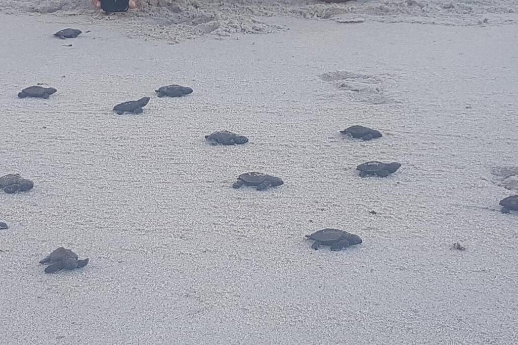 Apartamento Praia Dos Carneiros Tamandaré Buitenkant foto